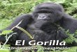 El Gorilla - Una Especie en extinción
