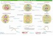Comparación mitosis-meiosis