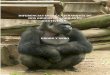 Diferencias entre la jerarquía de dos grupos de gorilas en cautividad: Ebobo y Xebo