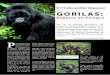 gorila: especiel en peligro