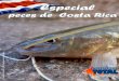 Especial peces de Costa Rica Revista 18  Para descargarla visitá