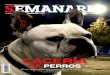 Semanario Coahuila: Cacería de perros
