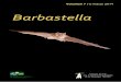 Barbastella 7
