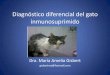 Diagnostico diferencial del gato inmunosuprimido