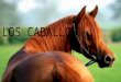 El caballo es un mamífero perisodáctilo domesticado de la familia de los équidos (2)
