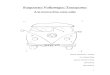 Furgonetes Volkswagen Transporter; a la recerca d'un cotxe mític