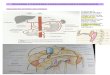Duodeno y Páncreas, Vascularización e Inervación