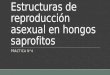 Estructuras de Reproducción Asexual en Hongos Saprofitos
