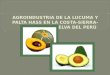 Agroindustria de La Lucuma- Palta Hass