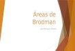 Áreas de Brodman