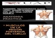 Musculos de La Region Posterior Del Cuello (2)