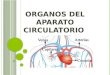 Organos Del Aparato Circulatorio