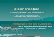 Bioenerg©tica - metabolismo glucosa