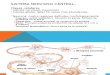 Neuronas y Glía Embriologia SNC