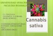 Exposicion de Cannabis Sativa Toxicologia