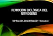 REMOCIÓN BIOLÓGICA DEL NITRÓGENO - copia.pptx