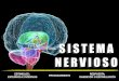 Sistema Nervioso B