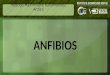 Anfibios IBT