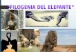 Filogenia y Ontogenia Del Elefante