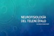 Neurofisiología del Telencéfalo2.pptx