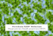 Ferredoxin-NADP + Reductase Ферредоксин - НАДФ - редуктаза ( ФНР )