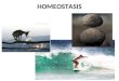 HOMEOSTASIS. Objetivo: Explicar el concepto de homeostasis para comprender su importancia biológica. Definir el concepto de medio interno Conocer