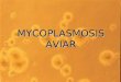 MYCOPLASMOSIS AVIAR. ETIOLOGÍAETIOLOGÍA F Mycoplasma sp. (MG, MS, MM). F Pequeñas bacterias gram negativas. F No poseen pared celular. F Susceptible a