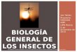 1er Taller Proyecto Odonata AMP UPR Ponce 5 de diciembre de 2015 BIOLOGÍA GENERAL DE LOS INSECTOS Las imágenes en esta presentación son recursos obtenidos