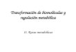 Transformación de biomoléculas y regulación metabólica II. Rutas metabólicas