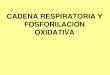 Cadena Respiratoria y Fosforilación Oxidativa 2012