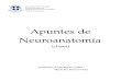 guia de practicas de neuroanatomia