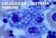 Celulas Del Sisitema Inmune