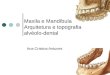 Ana Cristina Antunes Maxila e Mandíbula Arquitetura e topografia alvéolo-dental