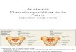 Anatomía Musculosquelética de La Pelvis