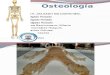 Osteologia-Generalidades-Clasificacion de Los Huesos