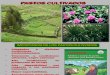 Características de Pastos Cultivados en las zonas altoandinas