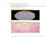 w-Examen de microscopios_cuaderno de imágenes.pdf