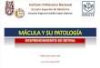 Mácula y su patología.pdf