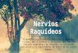 Nervios Raquídeos(1)