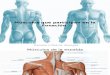 Músculos Que Participan en La Fonación