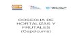 Proceso de Cosecha de Hortalizas y Frutales (Capcicums)2 (1)