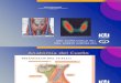Anatomía de Tiroides y Gammagrafia