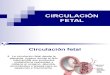 Circulacion Fetal Placenta