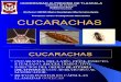 Cucarachas - parasitologia