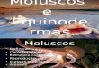 Equinodermas e Moluscos