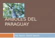 Unidad II Arboles Del Paraguay
