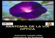 14_Anatomía de la Via Optica 2015.ppt