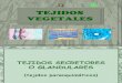 Tejidos Vegetales 1ºBAC (II)
