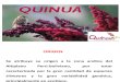 cultivo quinua.ppt