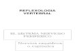 REFLEXOLOGIA VERTEBRAL SHU DEL DORSO.pdf